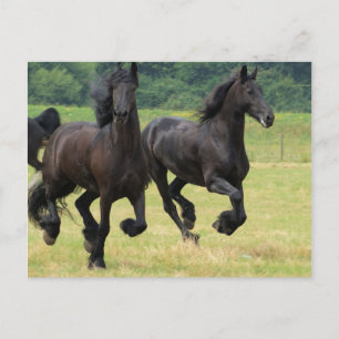 Carte postale Galloping Friesian Horses