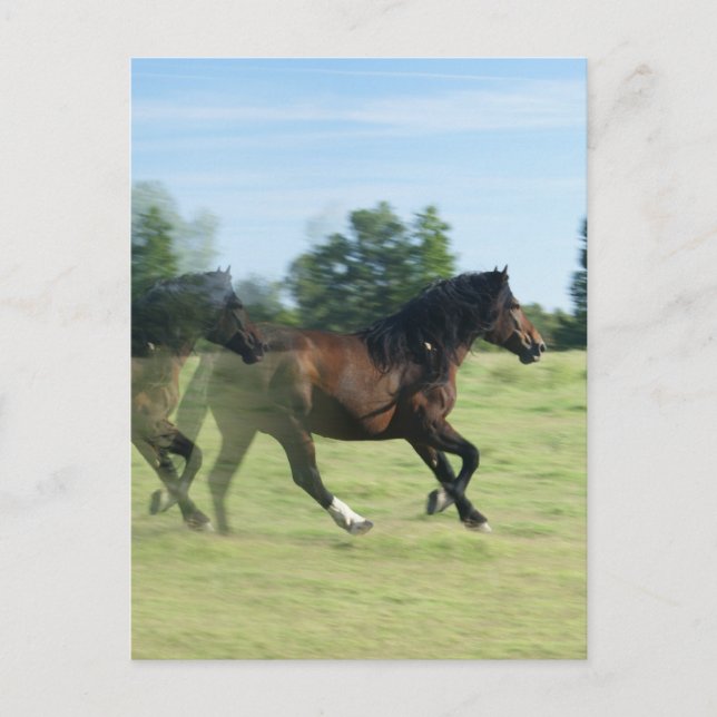 Carte postale Galloping Mustangs (Devant)