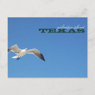 Carte Postale Galveston Island Texas Seagull Travel