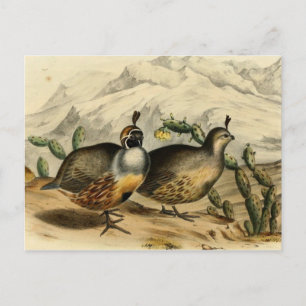 Carte Postale Gambels Partridge