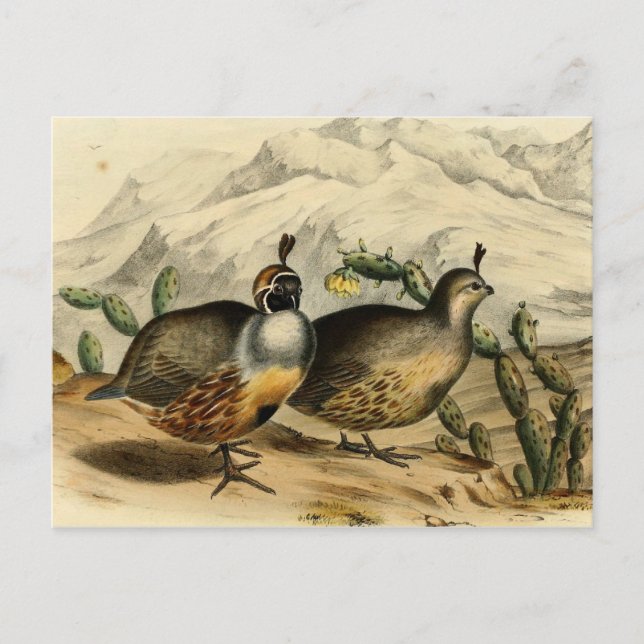 Carte Postale Gambels Partridge (Devant)