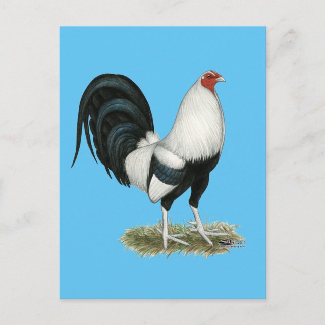 Carte Postale Gamecock argenté (Devant)