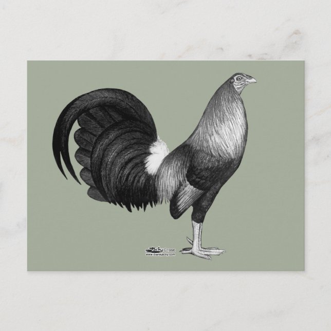 Carte Postale Gamecock Red Hatch (Devant)