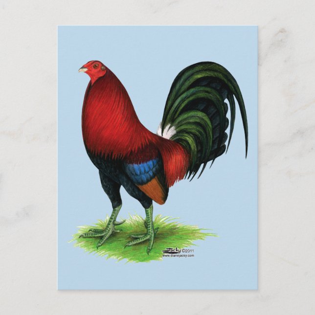 Carte Postale Gamecock : Rouge foncé (Devant)
