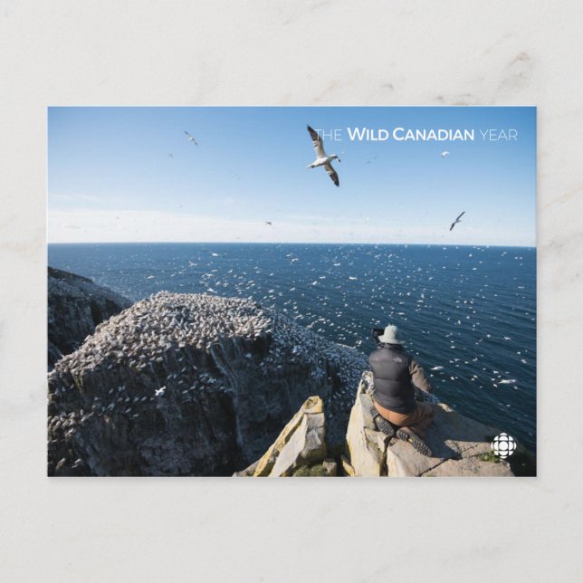 Carte Postale Gannets du Nord (Devant)