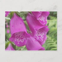 Gants de boeuf sauvages - Digitalis Purpurea
