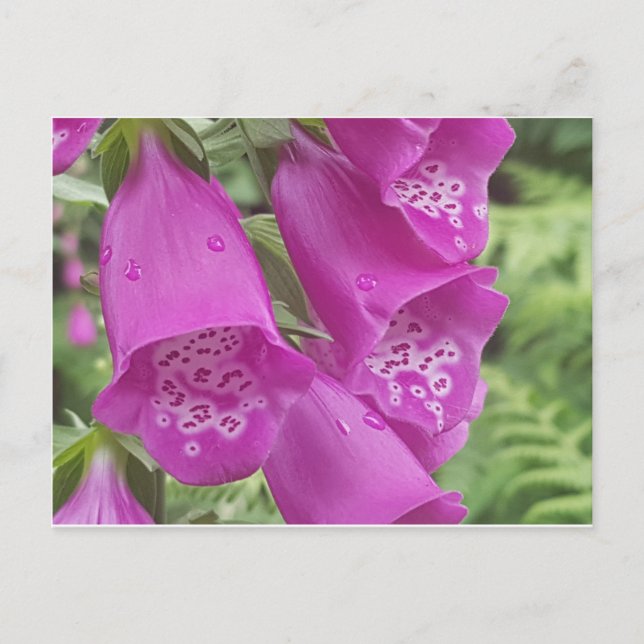 Carte Postale Gants de boeuf sauvages - Digitalis Purpurea (Devant)