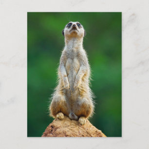 Carte Postale Garde permanente Meerkat
