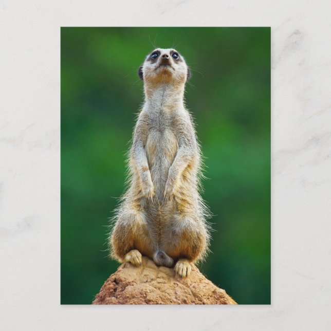 Carte Postale Garde permanente Meerkat (Devant)