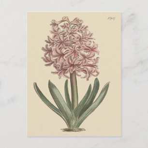 Carte Postale Garden Hyacinth Botanical