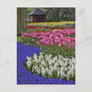 Carte Postale Garden of grape hyacinth, hyacinth and tulips,