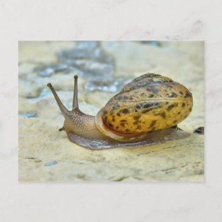 Carte postale Garden Snail.