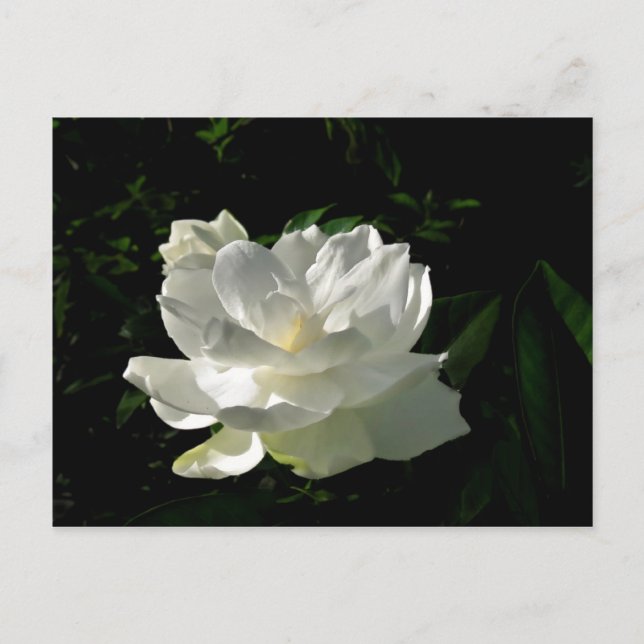 Carte postale Gardenia Blossom (Devant)