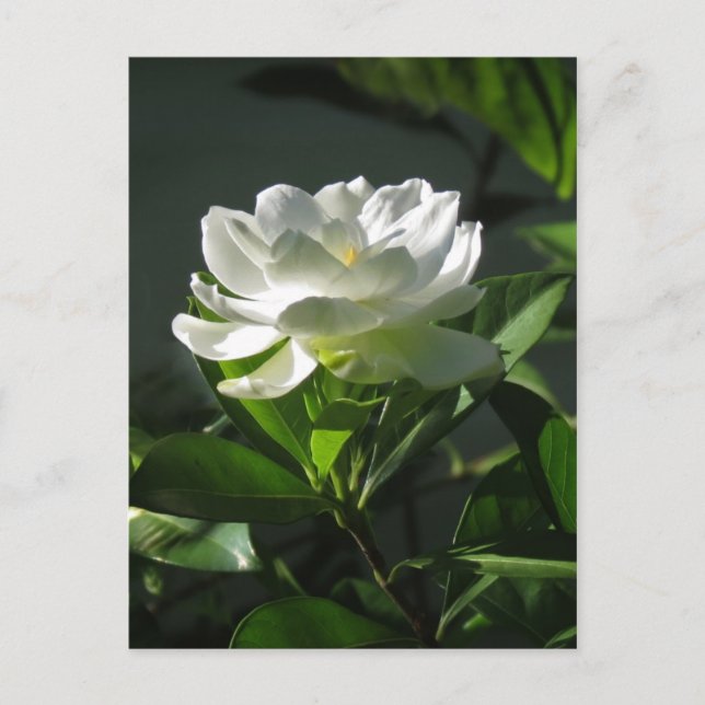 Carte postale Gardenia Blossom 2 (Devant)