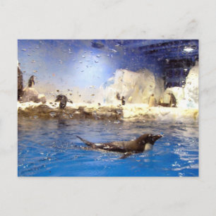 Carte Postale Gardez la tête haute/mignonne Pingouin de natation