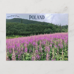 Carte Postale Gąsienicowa Valley Zakopane Pologne