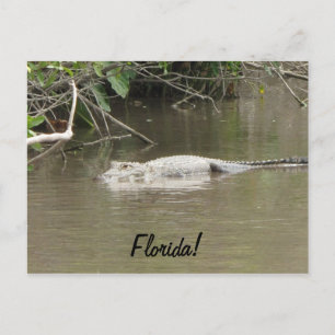 Carte Postale Gateur de natation