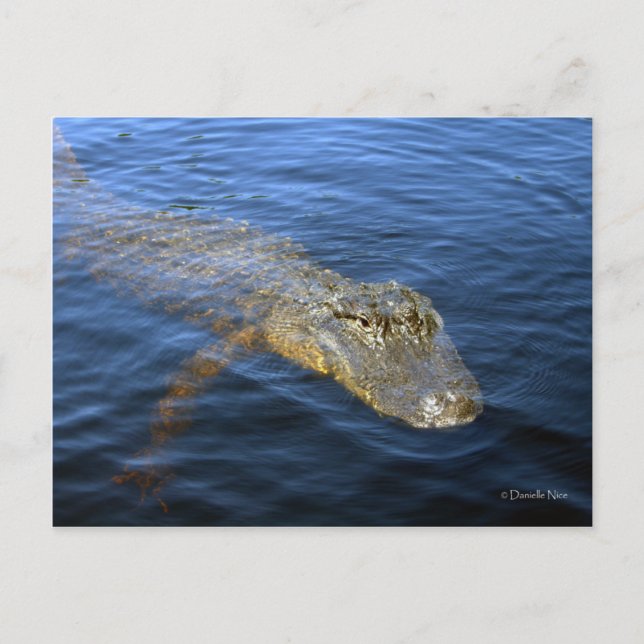 Carte postale Gator (Devant)
