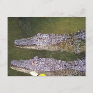 Carte Postale Gator