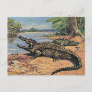 Carte postale Gator Beach