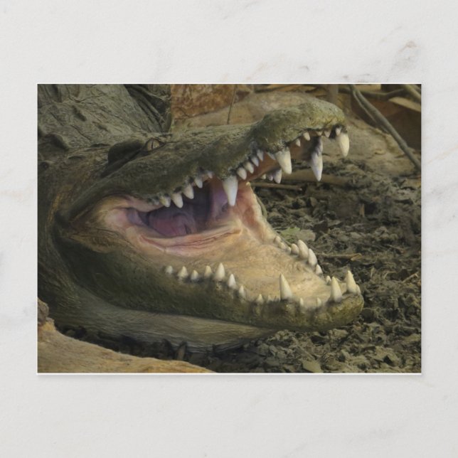 Carte Postale Gator Head (Devant)