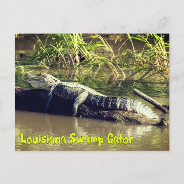 Carte Postale Gator marais de Louisiane (Devant)