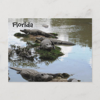 Carte Postale Gator Pond
