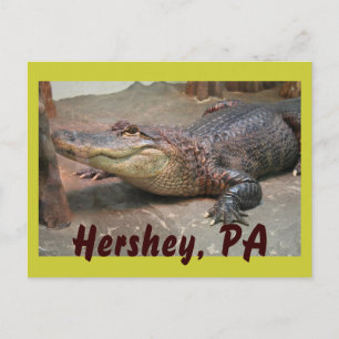 Carte Postale Gator Salutation de Hershey