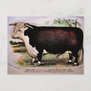 Carte postale Gauci Hereford Cattle
