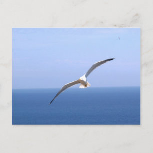 Carte Postale Gaviota