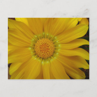 Carte Postale Gazania