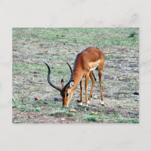 Carte Postale gazelle