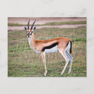 Carte postale Gazelle de Thomson