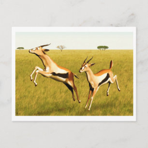 Carte Postale Gazelle de Thomson