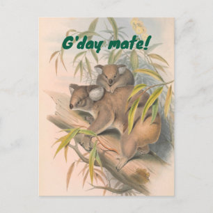 Carte Postale G'day Mate Australian Greeting avec Koalas