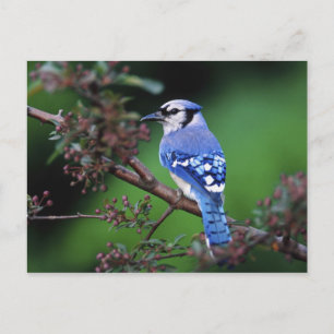 Carte Postale Geai bleu, Cyaoncitta cristata