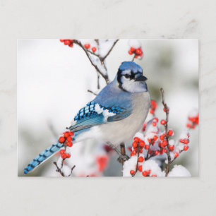 Carte Postale Geai bleu dans l'Ilex verticillé