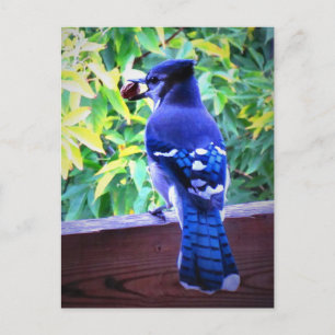 Carte Postale Geai bleu du Nord avec cacahuète - Belles plumes b