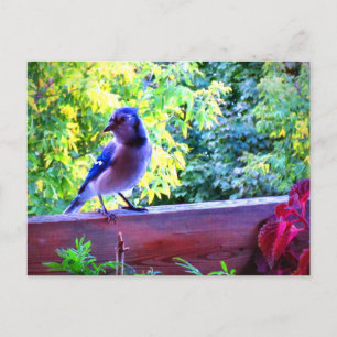Carte Postale Geai bleu du Nord Oiseaux perchés Canada