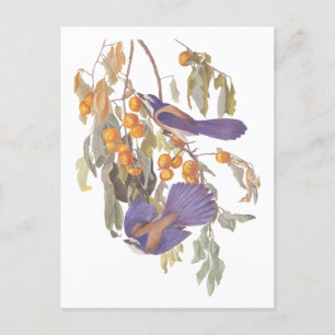 Carte Postale Geai buissonnier de Floride bleu Audubon Oiseaux a