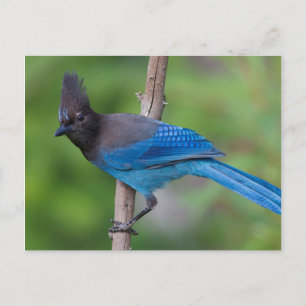 Carte Postale Geai de Steller 1