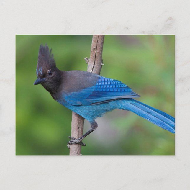 Carte Postale Geai de Steller 1 (Devant)