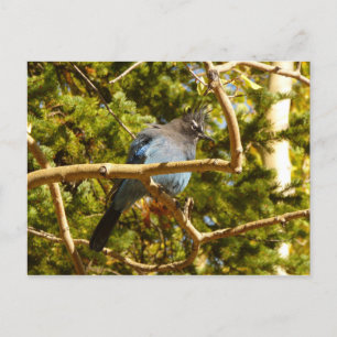 Carte Postale Geai de Steller au parc national de Rocky Mountain