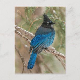 Carte Postale Geai de Steller dans un arbre