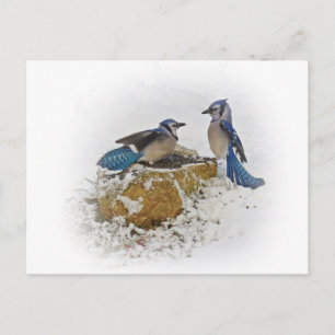Carte Postale Geais bleus en hiver