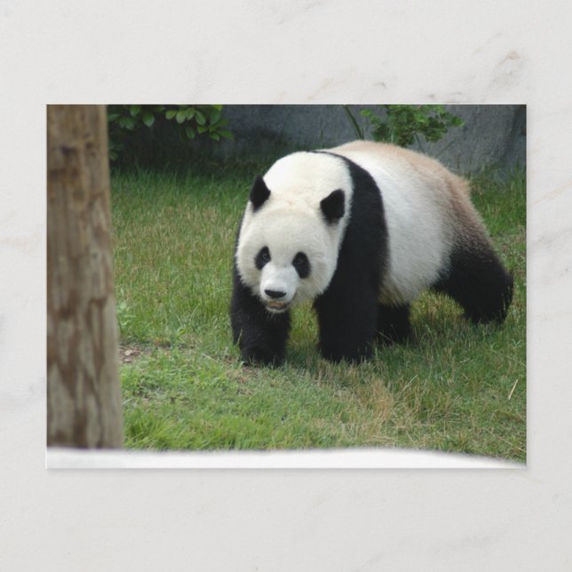 Carte postale géante d'ours panda (Devant)