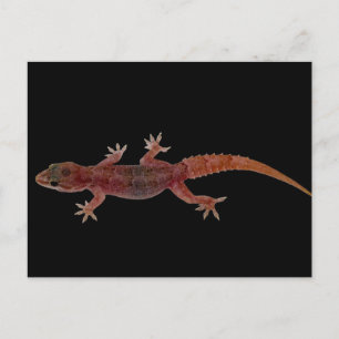 Carte Postale Gecko