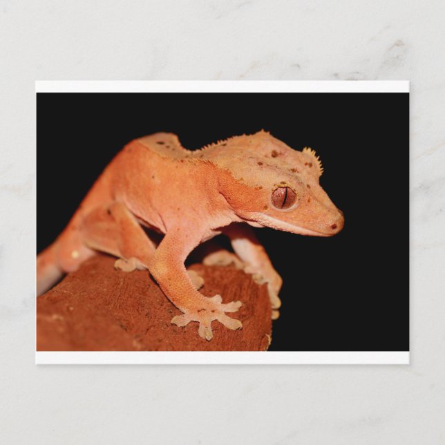 Carte Postale gecko (Devant)