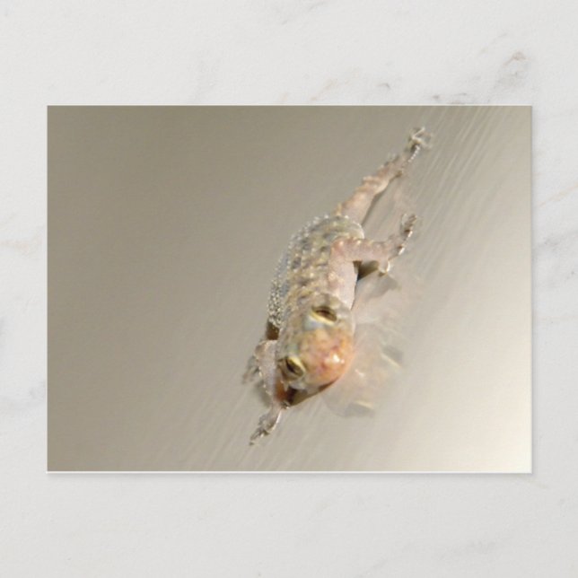 Carte Postale Gecko Dans Le Bain (Devant)