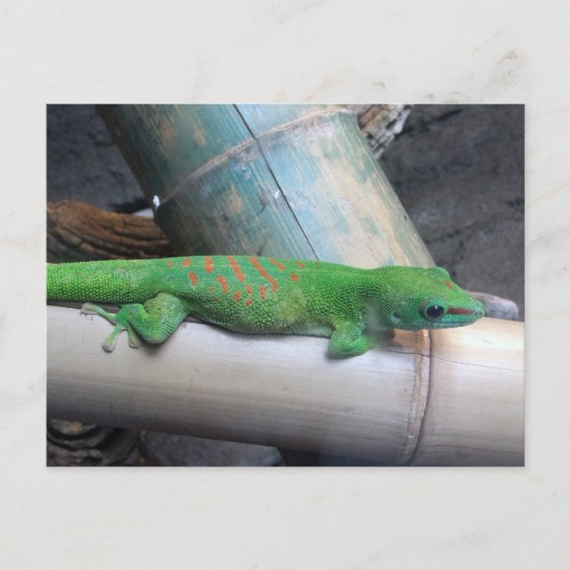 Carte postale Gecko de Madagascar Giant Day (Devant)